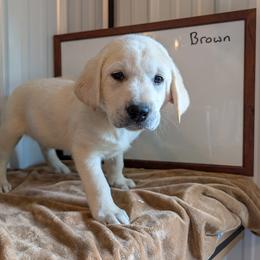 Brownie - Yellow male Labrador Retriever puppy in Atwater, Minnesota from Copper Meadow Retrievers