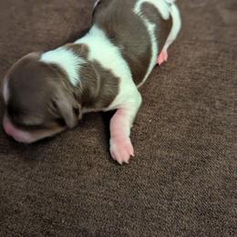 Dancer - Piebald female Dachshund puppy in Box Elder, South Dakota from Bee Sweet Dachshunds