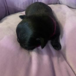 Pug Puppies from The Grumble Pack