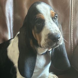 Boy 3 - Black brown and white Basset Hound puppy in Columbia, South Carolina from Pawmetto Hounds
