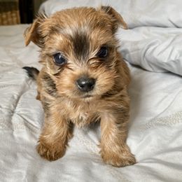 Pomeranian and Yorkshire Terrier Puppies from Chasing Rainbows Yorkies
