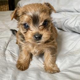 Pomeranian and Yorkshire Terrier Puppies from Chasing Rainbows Yorkies