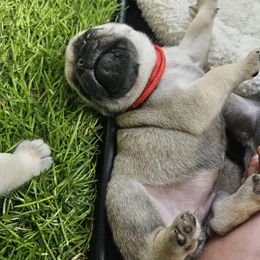 Honey Bun - Fawn female Pug puppy in Rutherfordton, North Carolina from Sweetie Pie Pugs