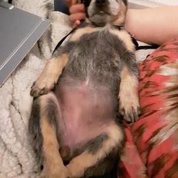 Australian Cattle Dog Puppies from Scrappington Kennels