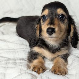 Goofy - Black and cream male Dachshund puppy in Unadilla, Georgia from Hamsley's Puppy Palace