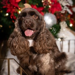 Cocker Spaniel All Grown Up from Once Upon a Time Cockers