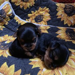Yorkshire Terrier Puppies from Diamond Doll Yorkies