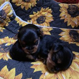 Yorkshire Terrier Puppies from Diamond Doll Yorkies