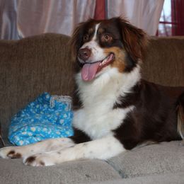 Scarlet - Miniature Australian Shepherd