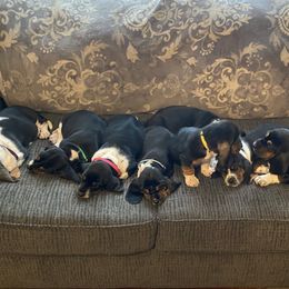 Basset Hounds and Dachshunds from Rolling and Howling Basset Hounds and Dachshunds