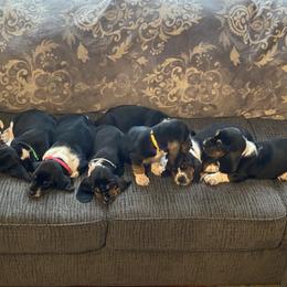 Basset Hounds and Dachshunds from Rolling and Howling Basset Hounds and Dachshunds