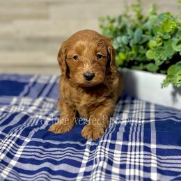 Yellow - Apricot male Goldendoodle puppy in St George, Utah from Picture Perfect Doodles