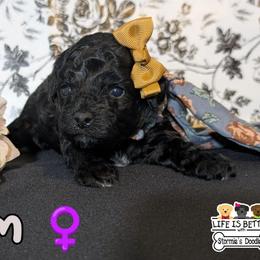 Cream Girl - Black and white female Shihpoo puppy in Rockledge, Florida from Stormie's Doodles