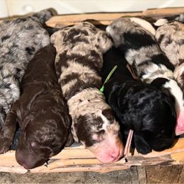 Bernedoodle puppies from Poodle and Doodle Haven