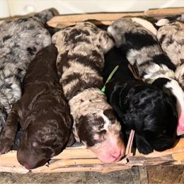 Bernedoodle puppies from Poodle and Doodle Haven