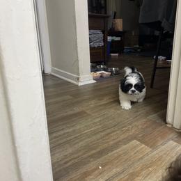 Shih Tzu Puppies from TACG