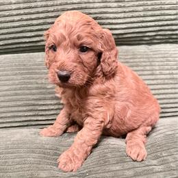 Puppy 8 - Apricot female Irish Doodle puppy in Bloomfield, Iowa from Schooley Doodles