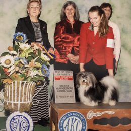 Spirit - Havanese