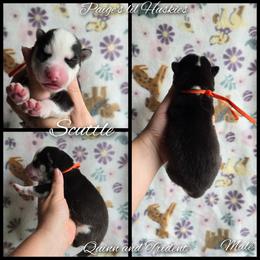 Scuttle - Black and white male Siberian Husky puppy in Bloomfield, Indiana from Paiges lil huskies