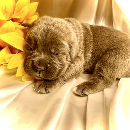 Aqua aka Twinkle Toes - Gray female Cane Corso puppy in Hillsborough, New Jersey from Central Jersey K9