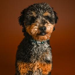 Sven aka Rocky - Goldendoodle