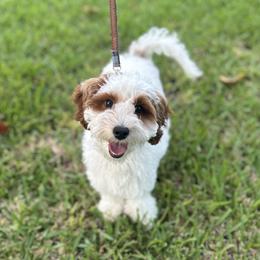 Milo - Goldendoodle