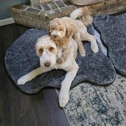 Aussiedoodle and Australian Shepherd All Grown Up from Silvercreek Aussies and Aussiedoodles