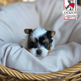 Mr. Grinch - Black tan and white male Biewer Terrier puppy in California from Corazon de gigante