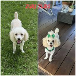 Zuri - Poodle