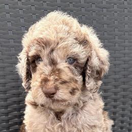 Gloria - Merle female Goldendoodle puppy in Joilet, Montana from L&Z Goldendoodles