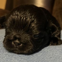 Prancer AKC - Black male Shih Tzu puppy in Winston Salem, North Carolina from Jay&Ray Shih Tzu’s