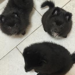 Mia - Black parti female Pomeranian puppy in Fort Myers, Florida from Nicholas Teutsch