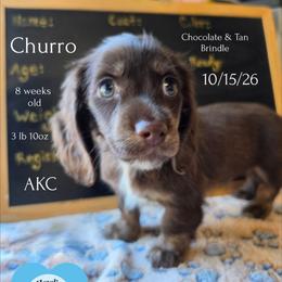 Churro - Chocolate and tan male Dachshund puppy in Hoquiam, Washington from Heyd's Mini Dachshunds