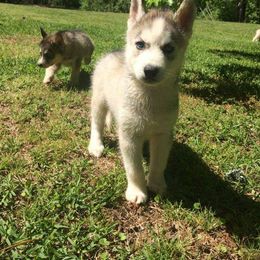 Siberian Husky Puppies from Sherwood Huskies