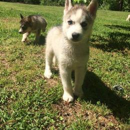 Siberian Husky Puppies from Sherwood Huskies