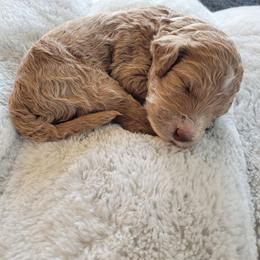 Buttercup (White Collar) - Apricot male Goldendoodle puppy in Lincoln, California from Lincoln Goldendoodles