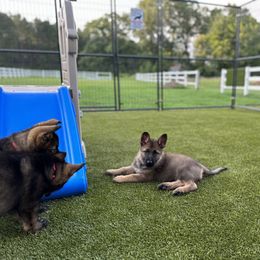 "Hanging out on the playground." German Shepherd Puppies from 7OaksK9