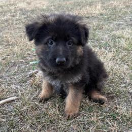 Green - Black and red male German Shepherd puppy in Herrick, South Dakota from Dakota Shepherds Kennels