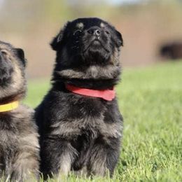 German Shepherds and Labrador Retrievers from Copper View Farm German Shepherds and Labrador Retreivers