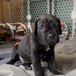 Cane Corso Puppies from Arcana Cane Corso