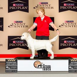 Golden Retriever All Grown Up from Liberty English Cream Golden Retrievers