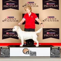 Golden Retriever All Grown Up from Liberty English Cream Golden Retrievers