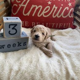 Amelia aka Teal Collar - Cream female Goldendoodle puppy in Portland, Tennessee from Happy_Tails_by_TJ