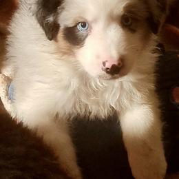 RIVER - Blue merle male Australian Shepherd puppy in Elk Creek, Missouri from Hearts on Fire Australian Shepherds