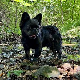 Zeus - French Bulldog