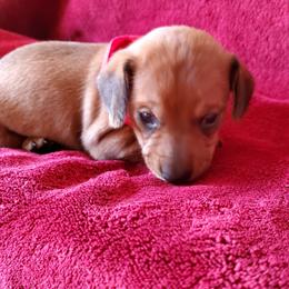 Dachshunds from Don & Deb's Miniature Dachshunds