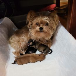 Darby - Yorkshire Terrier