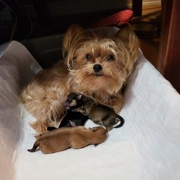 Darby - Yorkshire Terrier