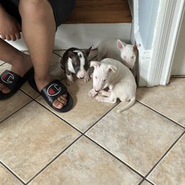 Bulldog and Miniature Bull Terrier Puppies from Raysminibullterrier