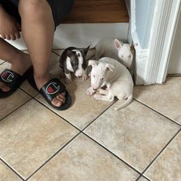 Bulldog and Miniature Bull Terrier Puppies from Raysminibullterrier